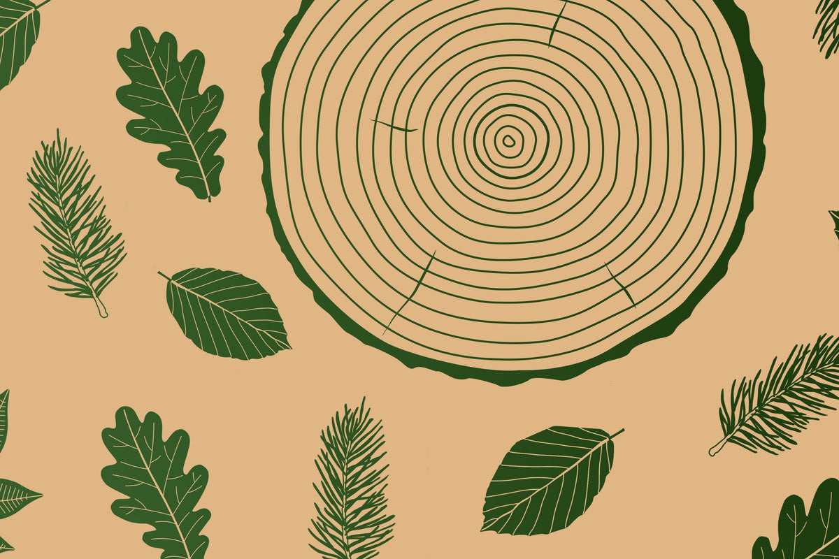 Holzarten entdecken: Wie du das perfekte Material für deine Möbel auswählst