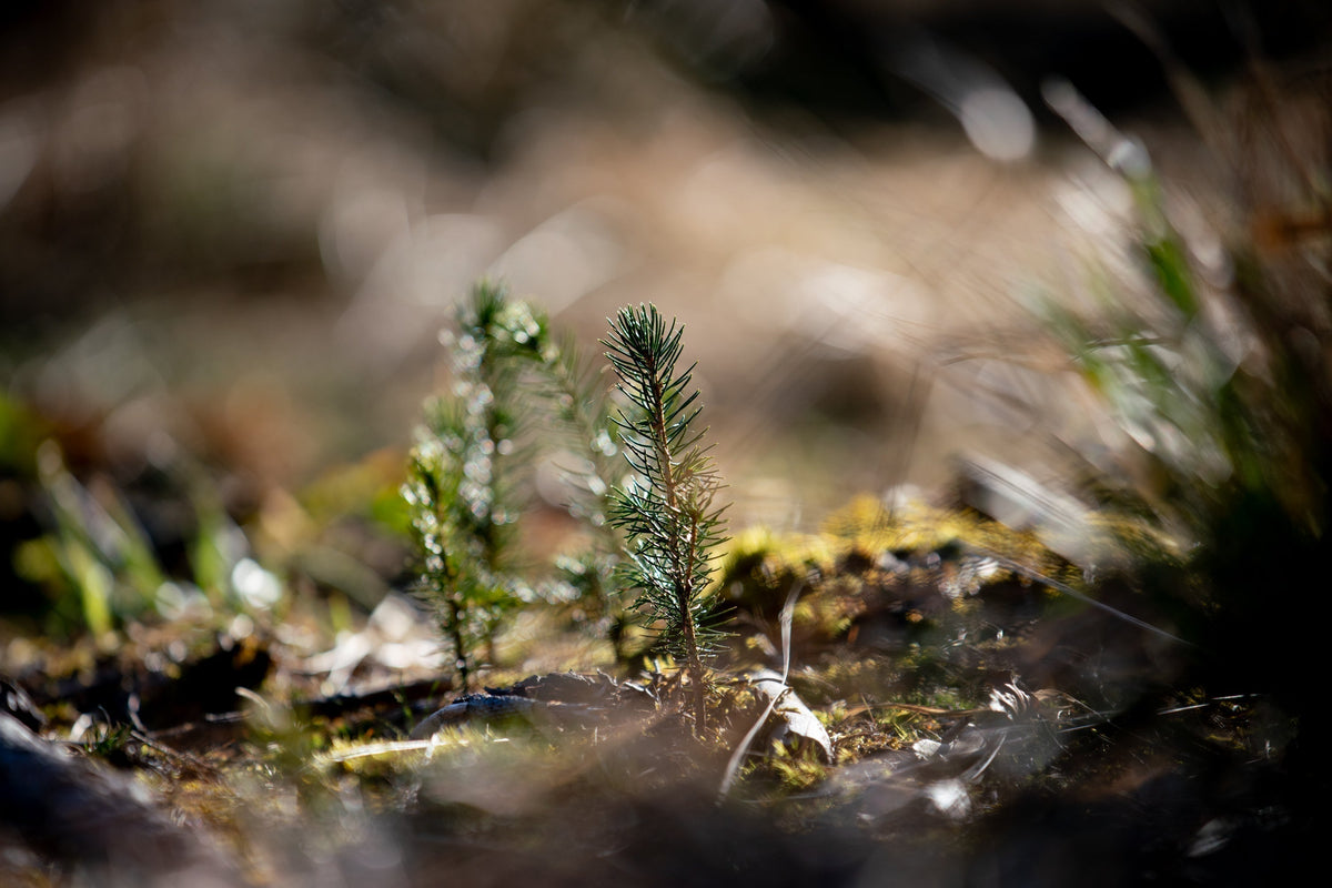 Eingepflanzter Sprößling aus der Pflanzaktion in Ruhla