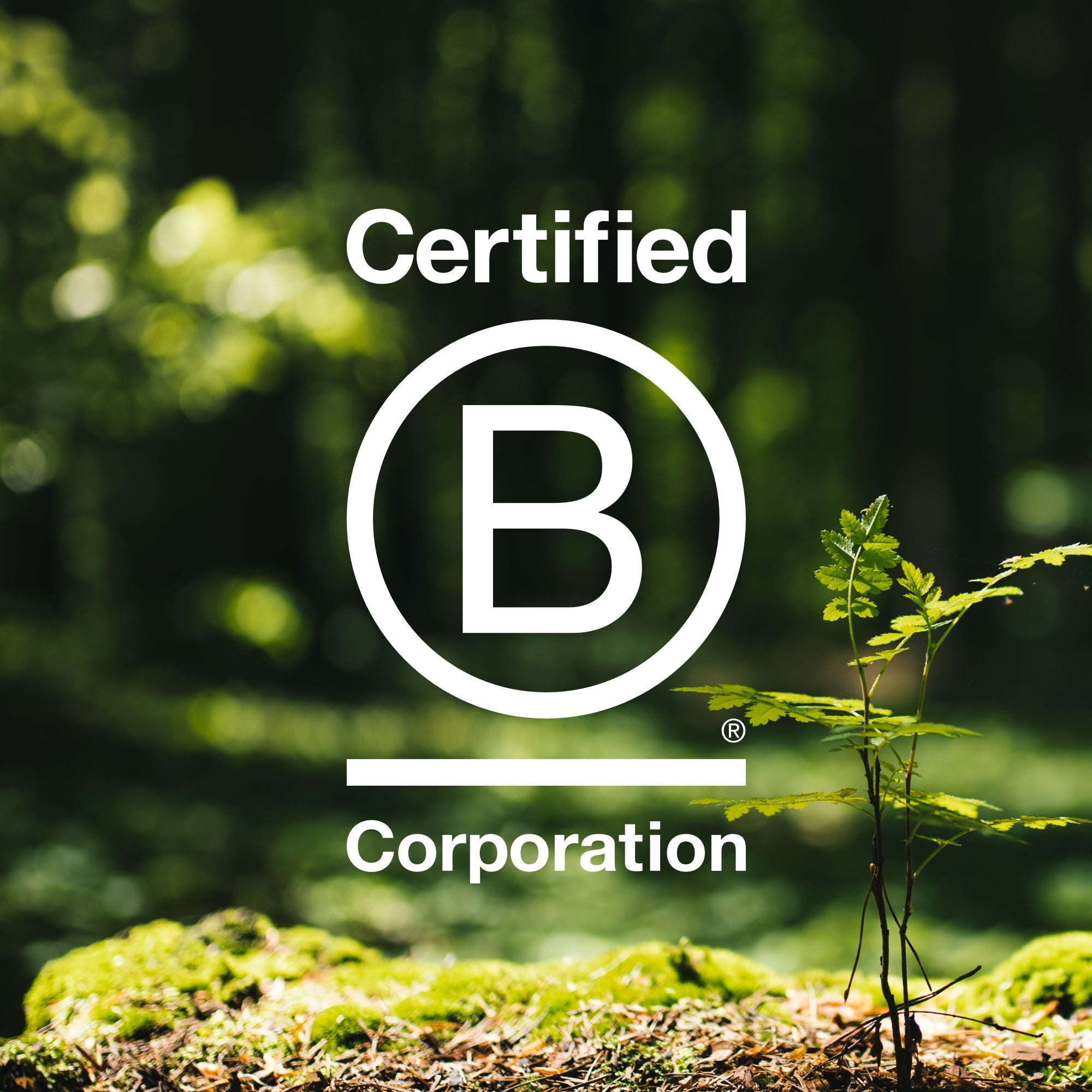 ekomia ist B-Corporation zertifiziert