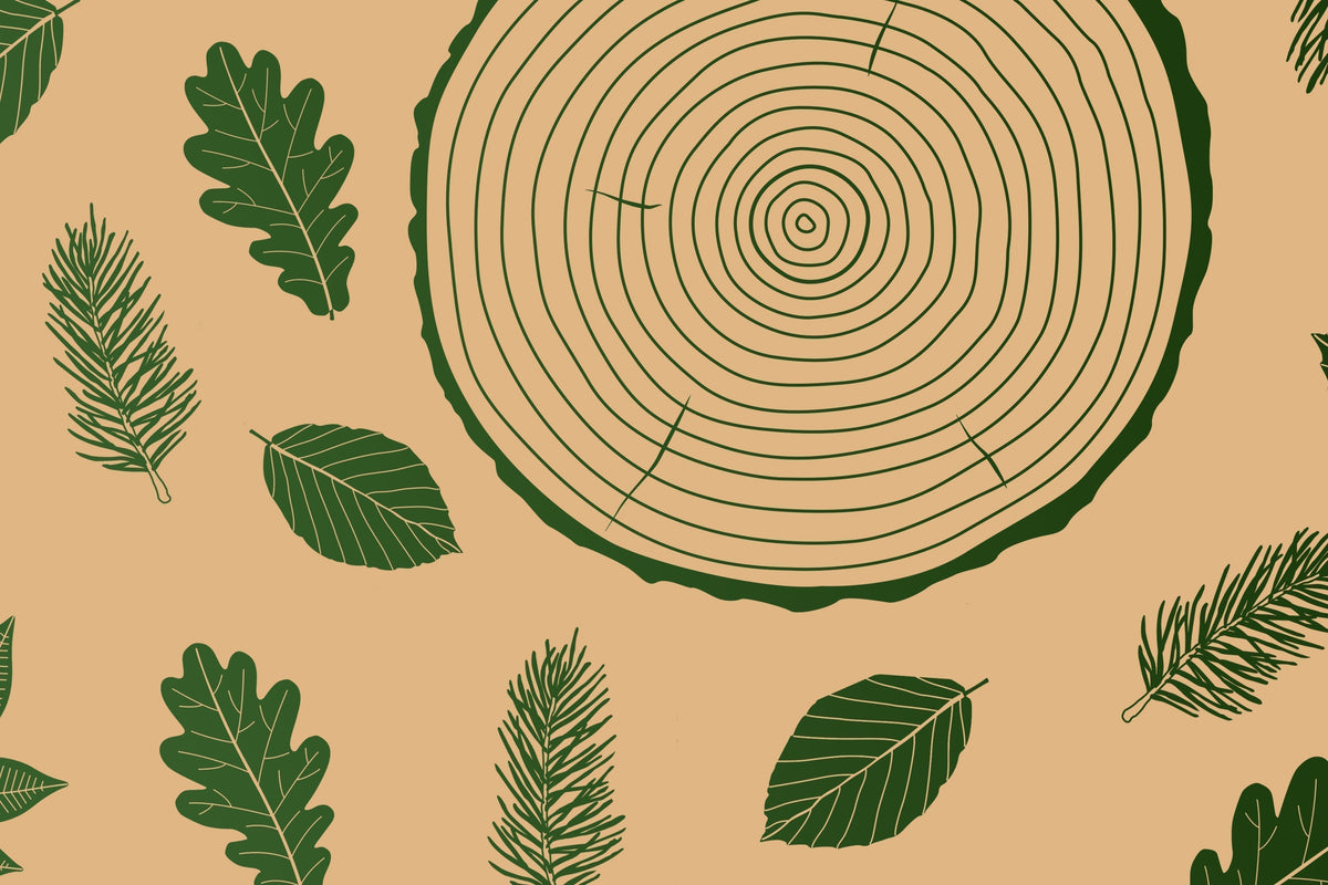 Holzarten entdecken: Wie du das perfekte Material für deine Möbel auswählst