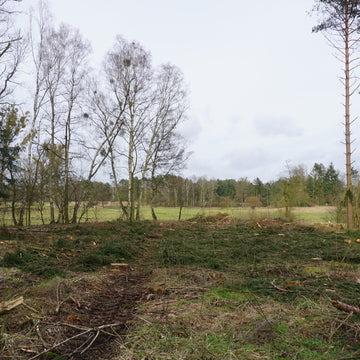 Waldfläche im Branimer Naturpark um 2022 vor der Wiederaufforstung
