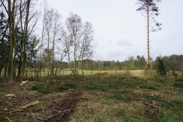 Waldfläche im Branimer Naturpark um 2022 vor der Wiederaufforstung