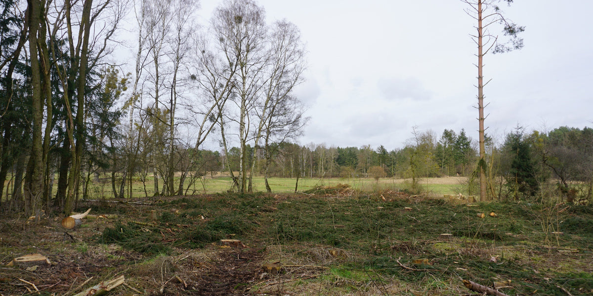 Waldfläche im Branimer Naturpark um 2022 vor der Wiederaufforstung