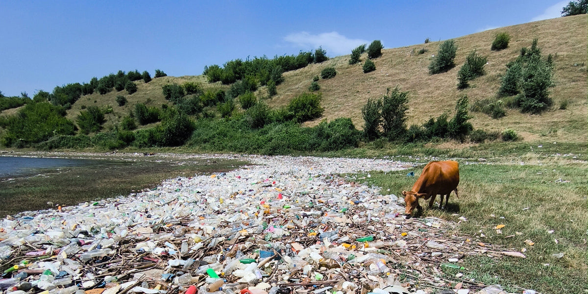 Grüne Berglandschaft auf der rechtsseitig trifft auf ein Flussbett. In der Mitte eine grasende Kuh. Zwischen Flussbett und Wiese ist ein 5 Meter breiter Weg aus Müll, der vom Fluss angespült wurde 