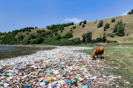 Grüne Berglandschaft auf der rechtsseitig trifft auf ein Flussbett. In der Mitte eine grasende Kuh. Zwischen Flussbett und Wiese ist ein 5 Meter breiter Weg aus Müll, der vom Fluss angespült wurde 