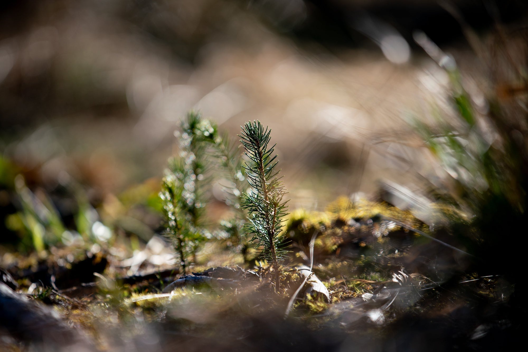 Eingepflanzter Sprößling aus der Pflanzaktion in Ruhla 